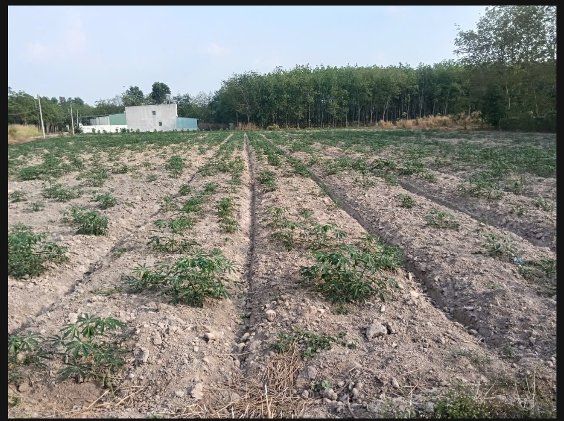 Bán Đất Lai Uyên 67